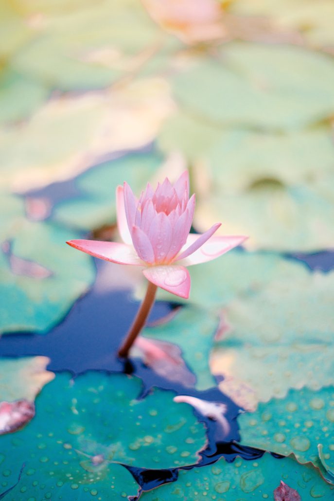 Mindfulness During Covid 19
